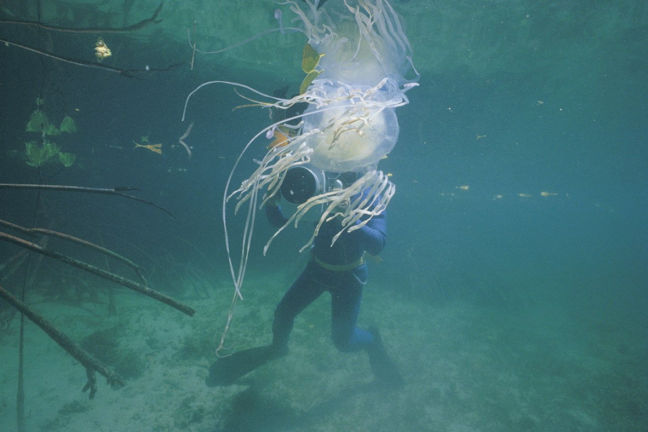Box jellyfish stings are hugely painful, and can even be lethal.