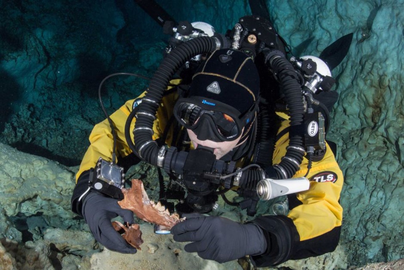 A diver holds the jaw and vertebra of one of the fossilised animals.  