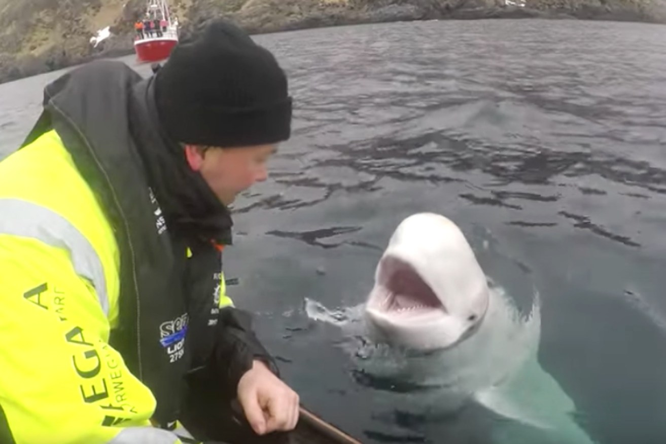 The 'Russian spy' beluga is confident around humans.