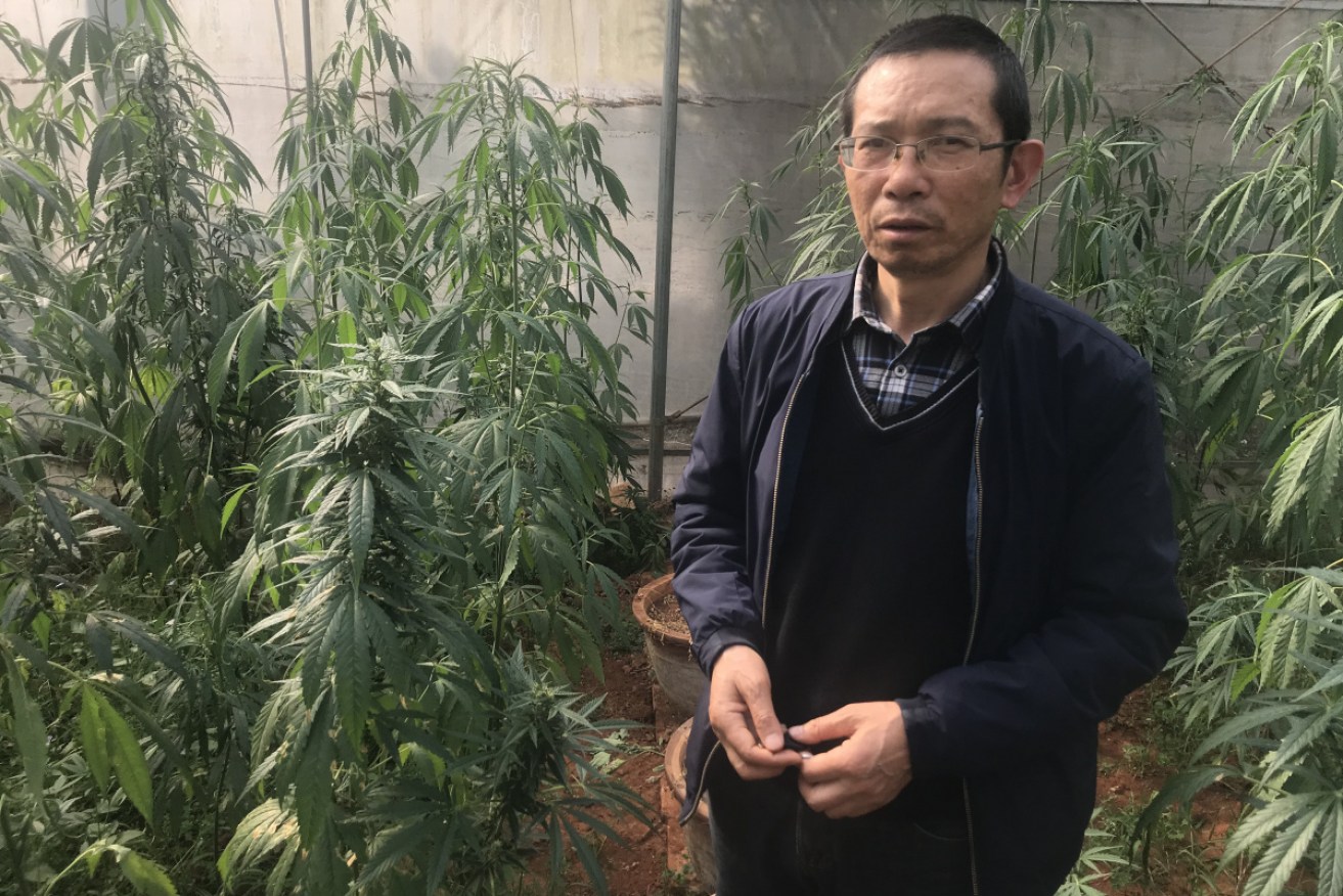 Yang Ming, one of China's leading advocates for the use of hemp for textiles, food and medicinal purposes.