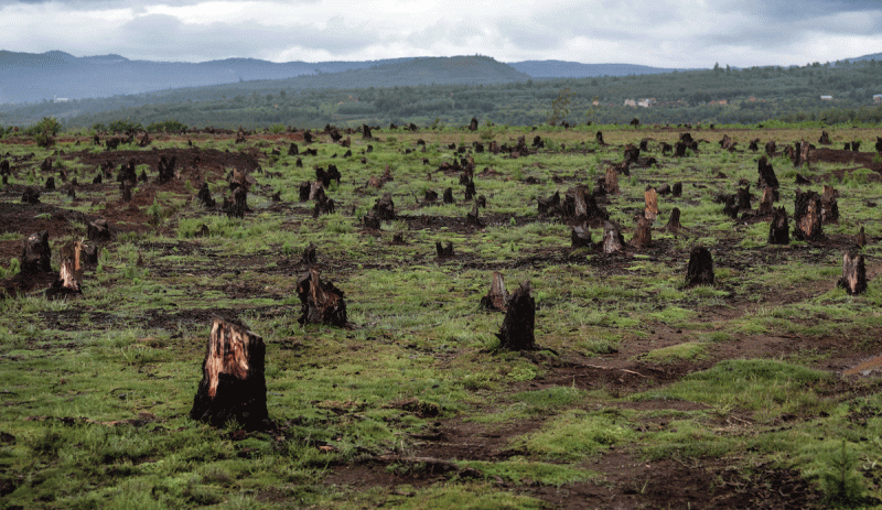 Stumps on the valley caused by deforestation and slash and burn type of agriculture in Madagascar.