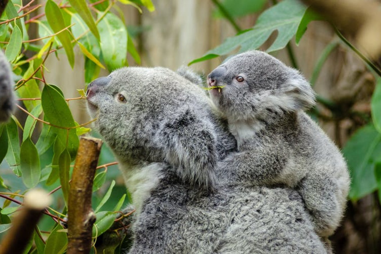 The koala population was left hungry and homeless when the blue gum forest was cleared.