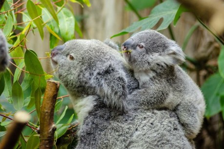 A report claims koalas are &#8216;functionally extinct&#8217; – but what does that mean?