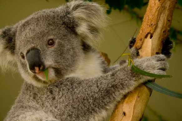 koalas-health