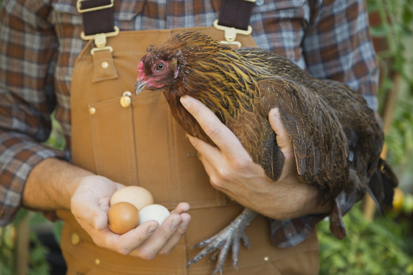 Meat chickens are different to egg-laying hens, just one of the misconceptions some consumers have.