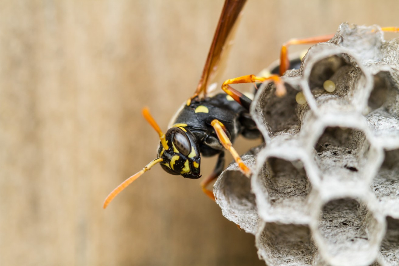 Paper wasps live on every continent except Antarctica, and they have mastered transitive inference.