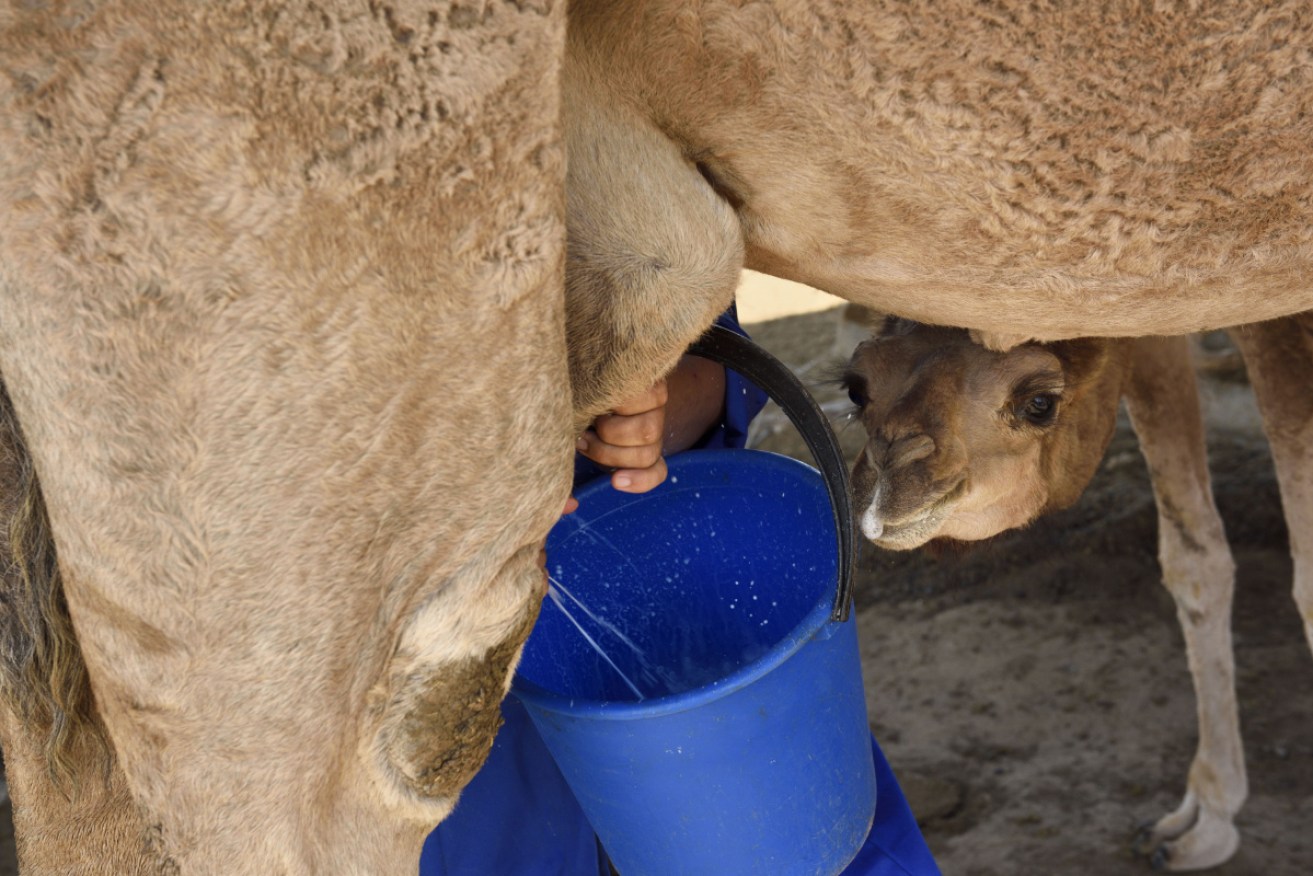 Camels are more likely to produce milk when their baby calves are around them. 