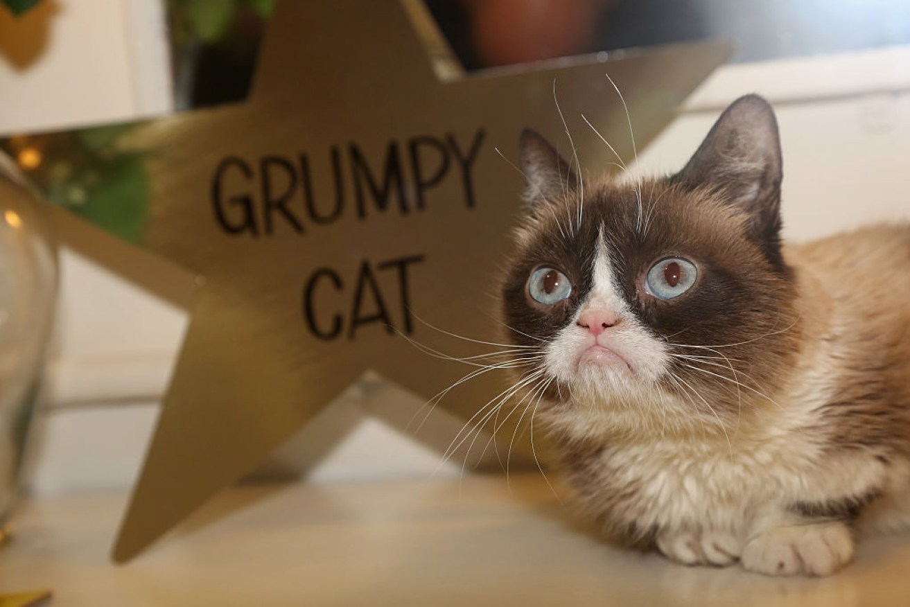 International internet sensation Grumpy Cat has died following a urinary tract infection.