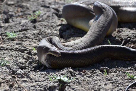 Amazing pictures show python regurgitating bigger python