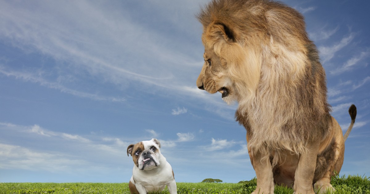 Honey, we shrunk the natural world: Small animals to survive climate ...