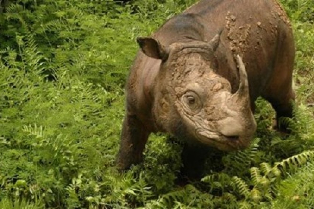 Malaysia is mourning its last Sumatran rhino, Tam, who died in captivity. 