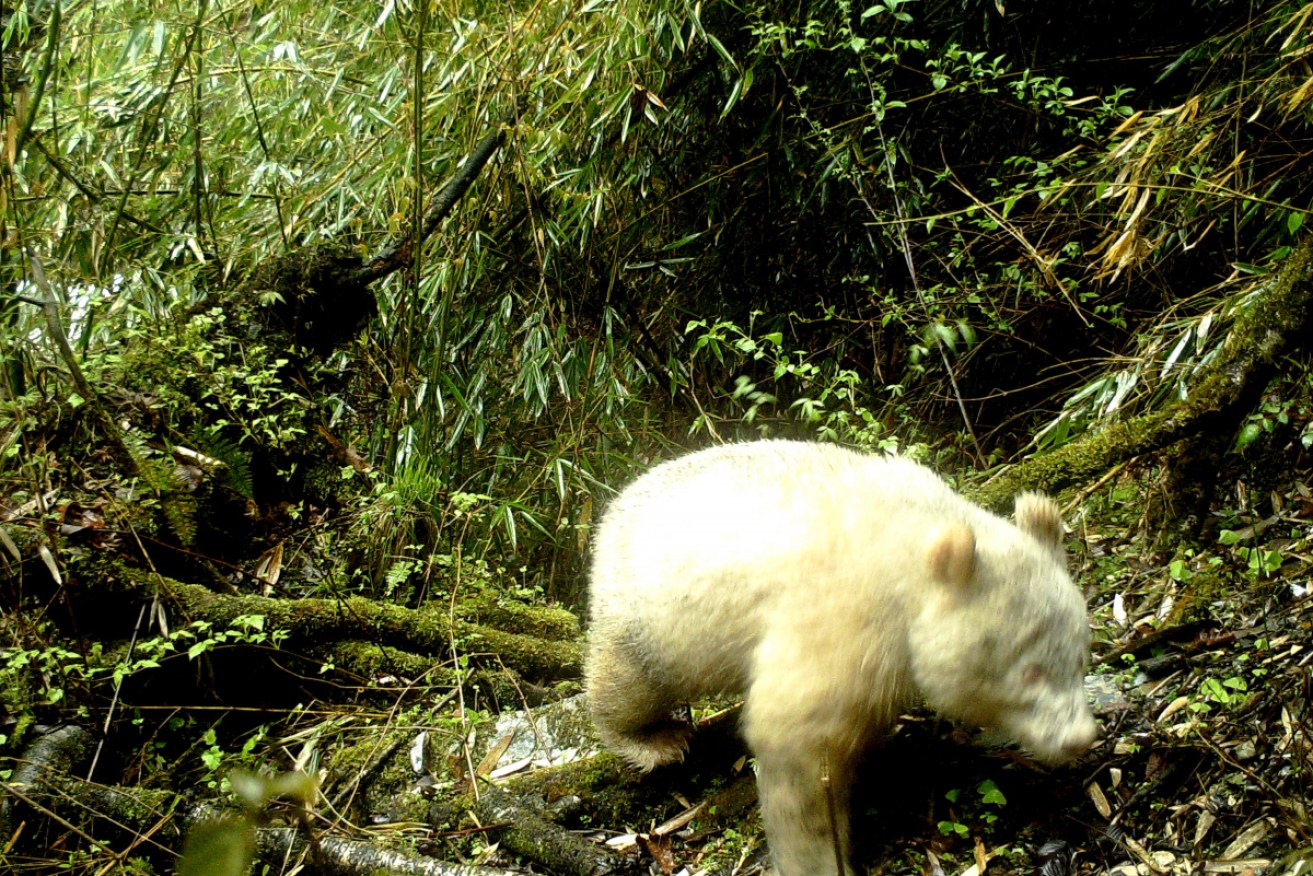 An infrared CCTV camera captured images of the albino panda in China. 