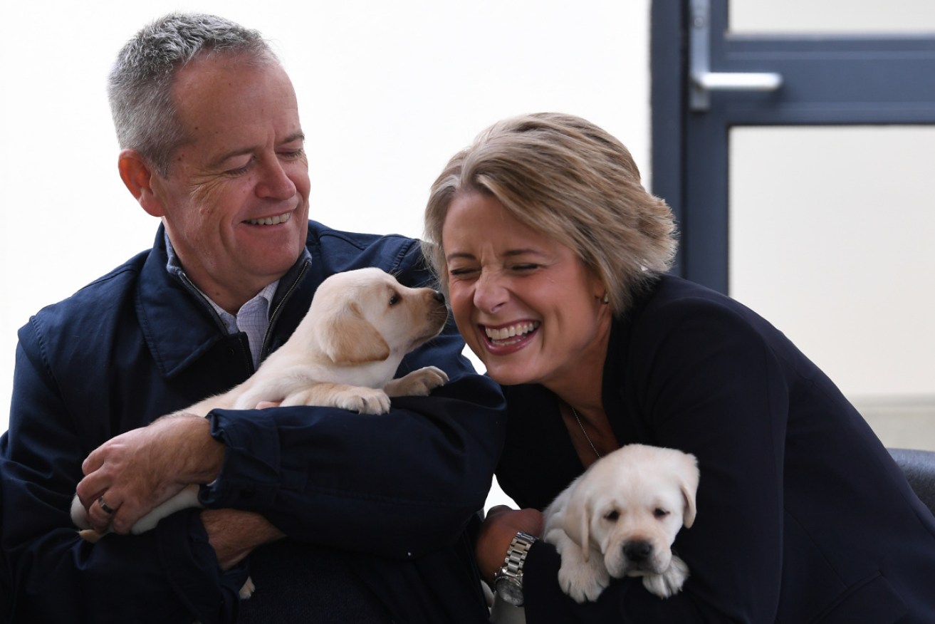 Bill Shorten and Kristina Keneally play with Labrador puppies during a visit to Guide Dogs Victoria while campaigning for the 2019 election. 