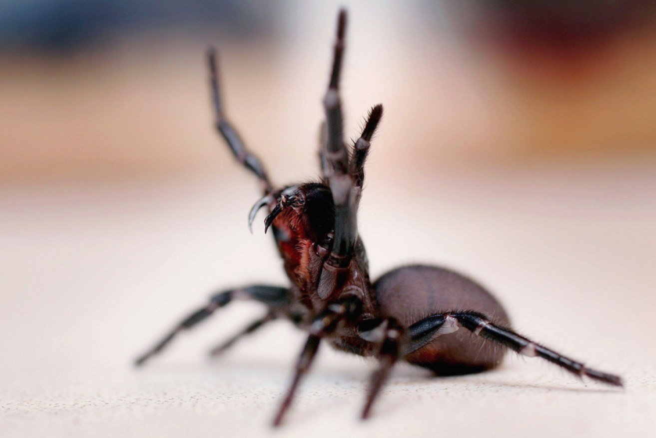 Without treatment, a funnel-web spider can kill you stone dead in 15 minutes flat