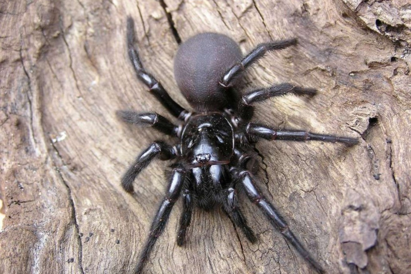 Funnelwebs are on the march after extreme weather drove many from their burrows.<i>Photo:AAP</i>