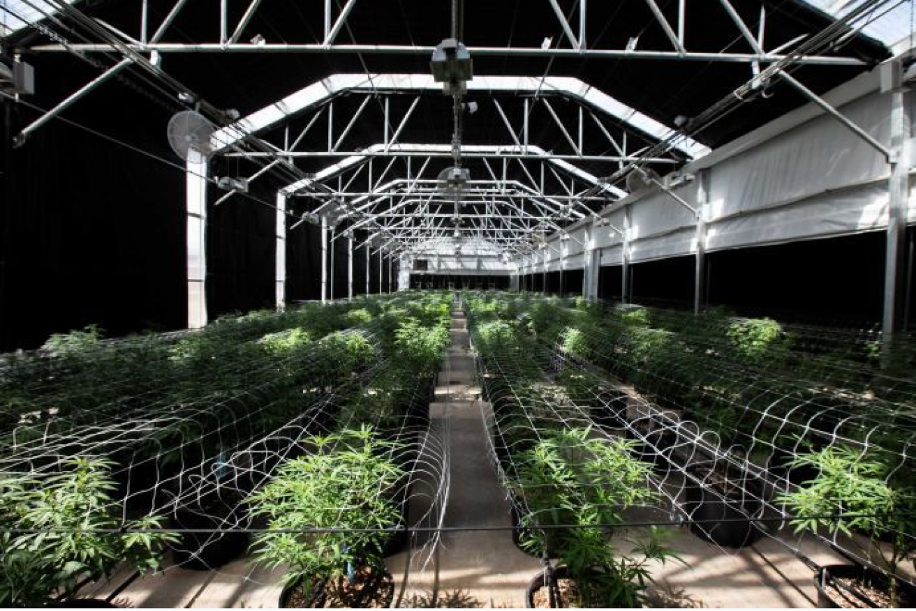 A legal Colorado pot farm - one of scores boosting the economy and hiking peril on the roads.