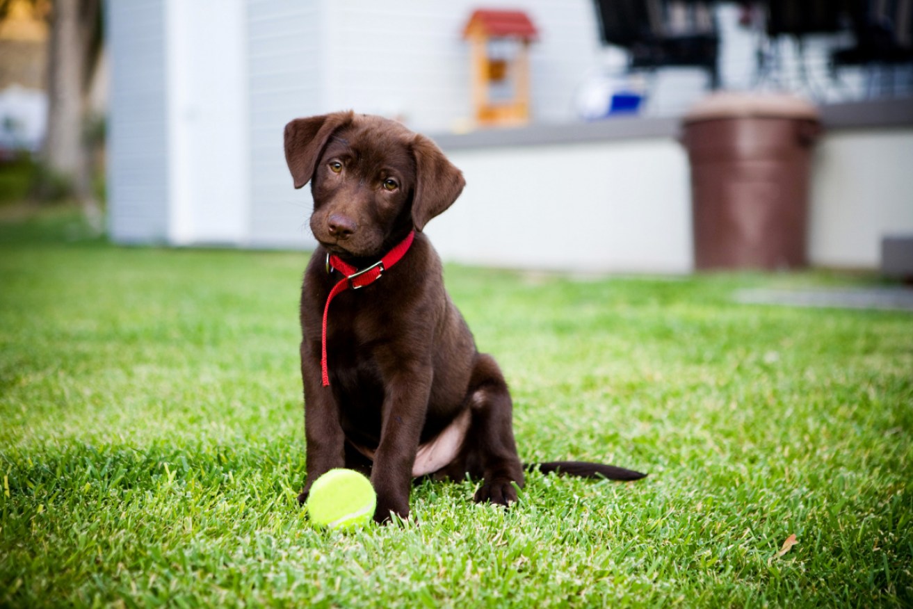 Labradors are generally more expensive to insure due to their tendency to ingest objects.