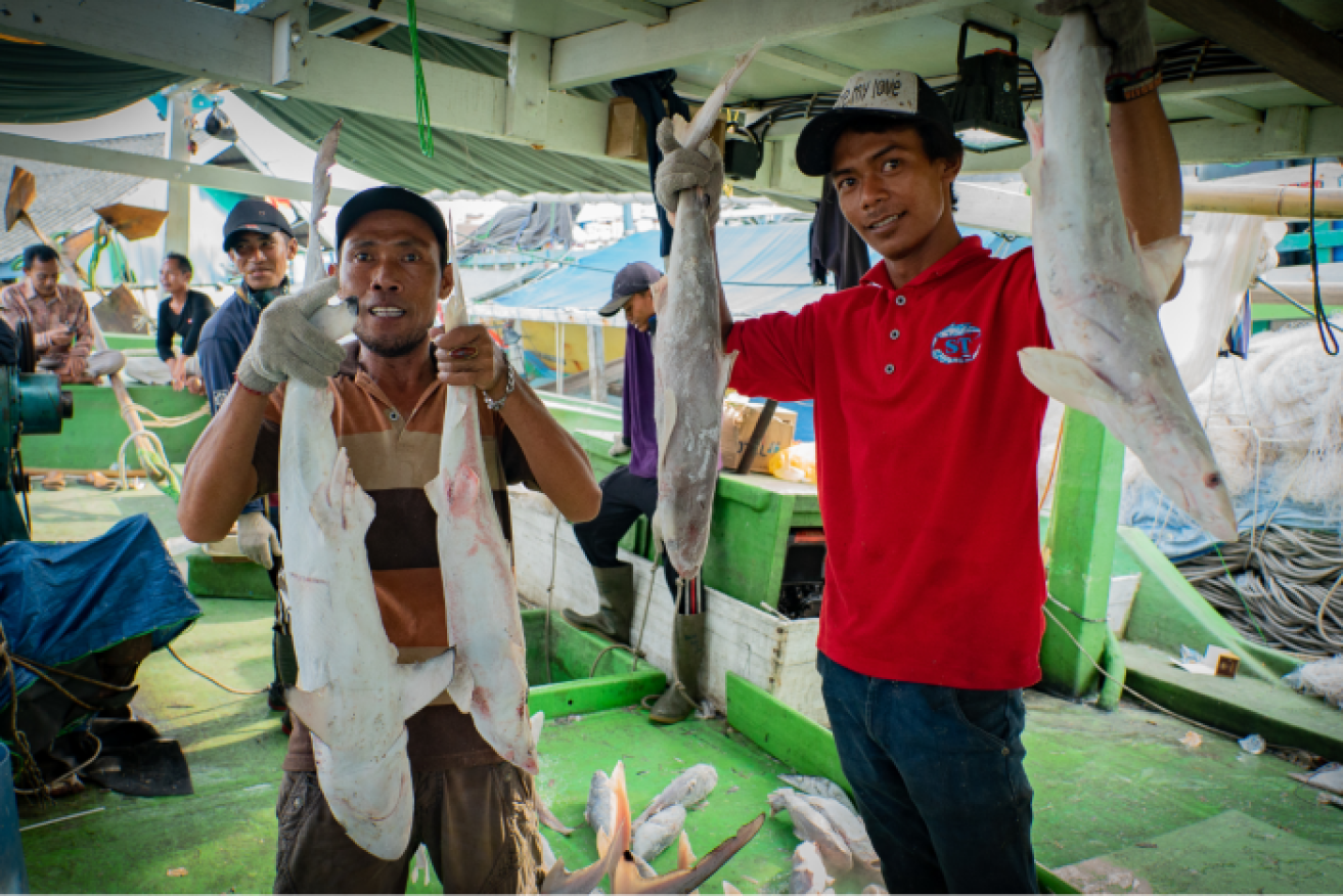 One third of Indonesia's sharks are threatened or endangered due to over-fishing.
