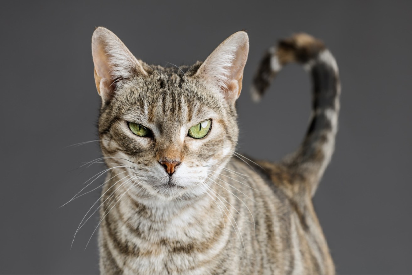 Steve Bouquet will spend five years behind bars after his bloody anti-feline rampage.