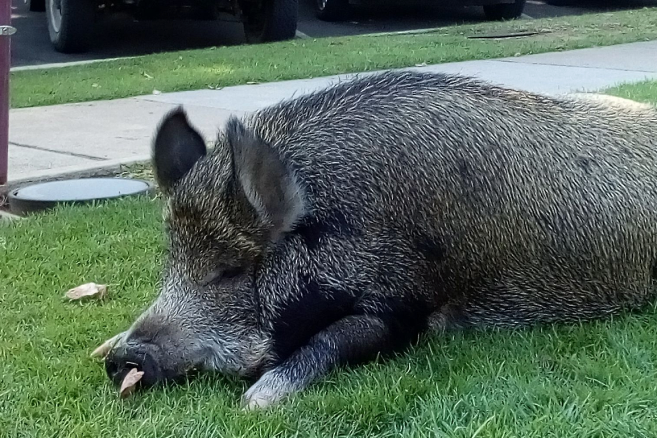 Grunt the pig has been banned from the streets of a Victorian town. 