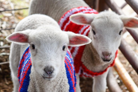 Lambs gifted woolly jumpers to survive the long winter nights