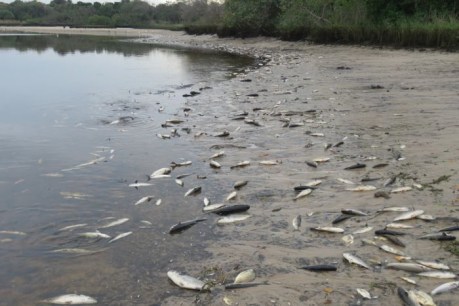 Thousands of fish killed after Byron Bay residents pressure council to open lagoon