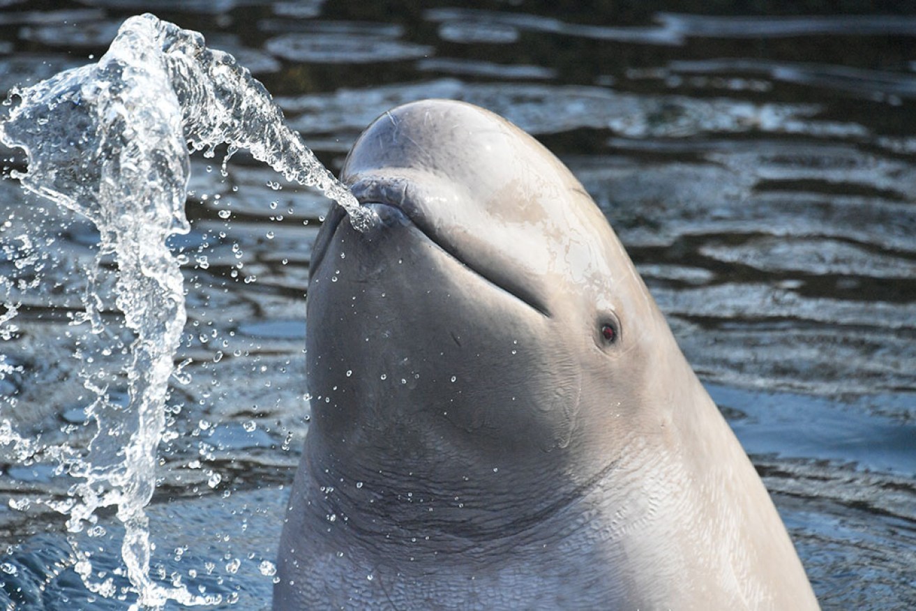 Two beluga whales will be the first residents at Iceland's groundbreaking open-air beluga whale sanctuary.