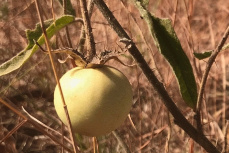 Meet Australia’s sex-changing tomato: <i>Solanum plastisexum</i>