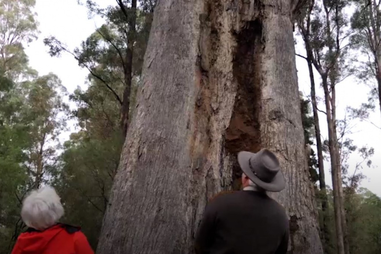 Volunteers have started a campaign to save an iconic tuart forest. 