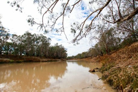 Buy our water entitlements and we&#8217;ll stop growing cotton: farmers