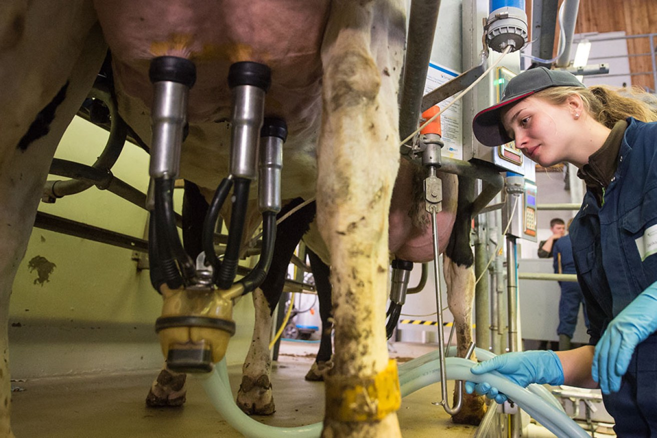 RSCPA Australia has raised concerns over some practices in the dairy industry. <i>Photo: Getty</i>