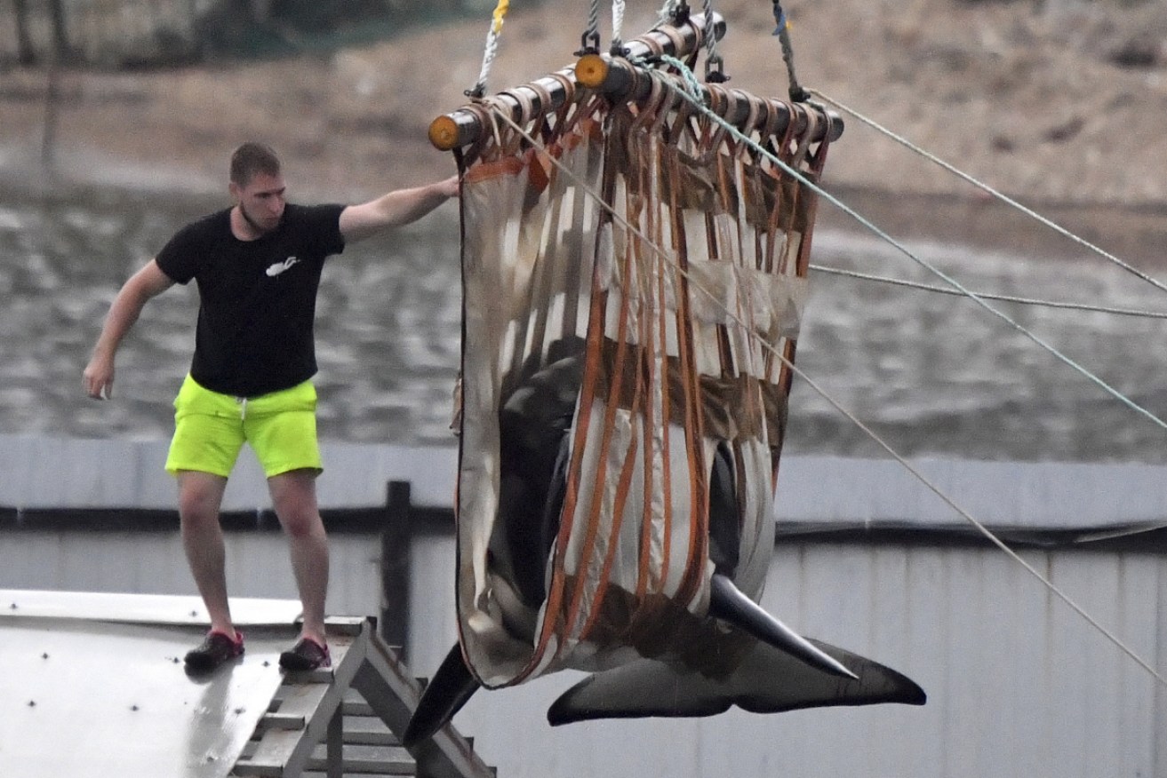 An orca being transported from the adaptation centre (so-called 'whale jail') at Srednyaya Bay to the release site in the village of Innokentyevka, Sakhalin Gulf.