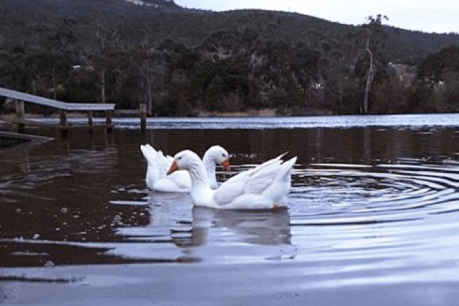 Goose poisoning in Tasmania park has locals outraged and probers asking &#8216;why&#8217;