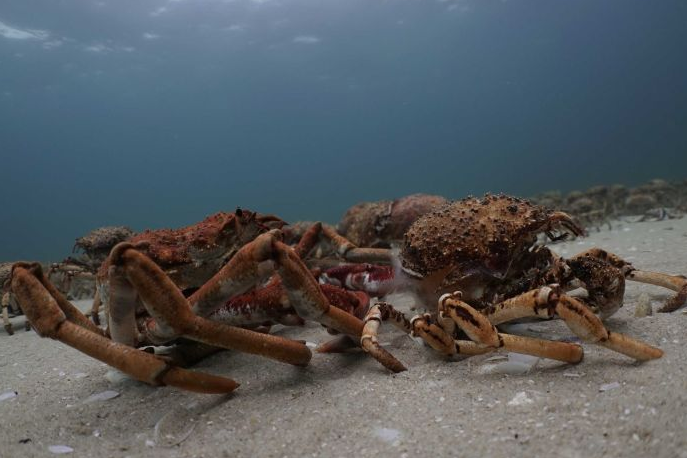 Petition · Support NO-TAKE of Australia's Iconic Spider Crabs during their  Moulting Season ·