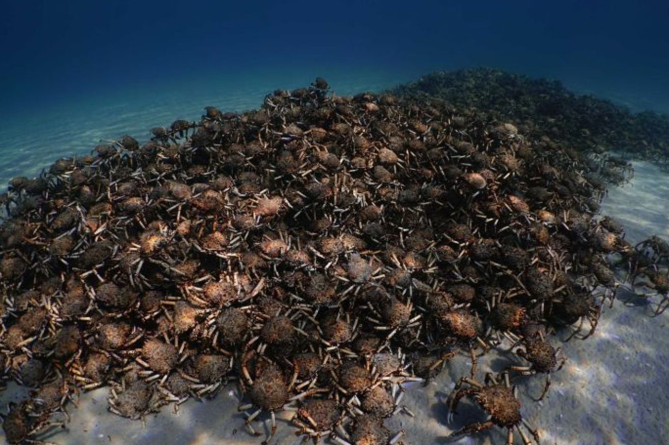 A mound of spider crabs forms in the shallow waters of Port Phillip Bay.