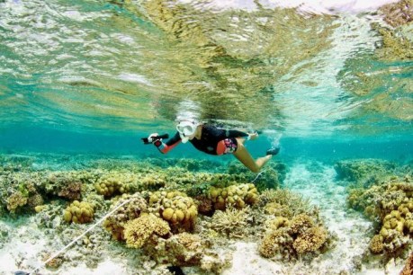 &#8216;Teeming with life&#8217;: New hope for the Great Barrier Reef
