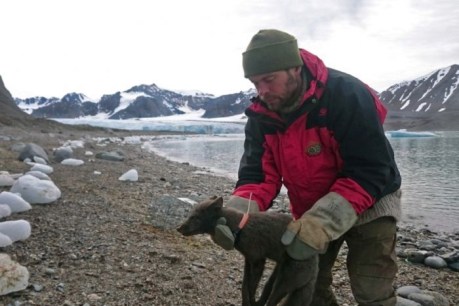 Arctic fox sets new record after walking from Norway to Canada in 76 days