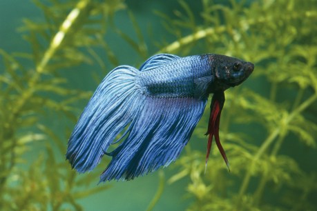 Rogue Siamese fighting fish breeding by the thousands in Darwin’s Adelaide River