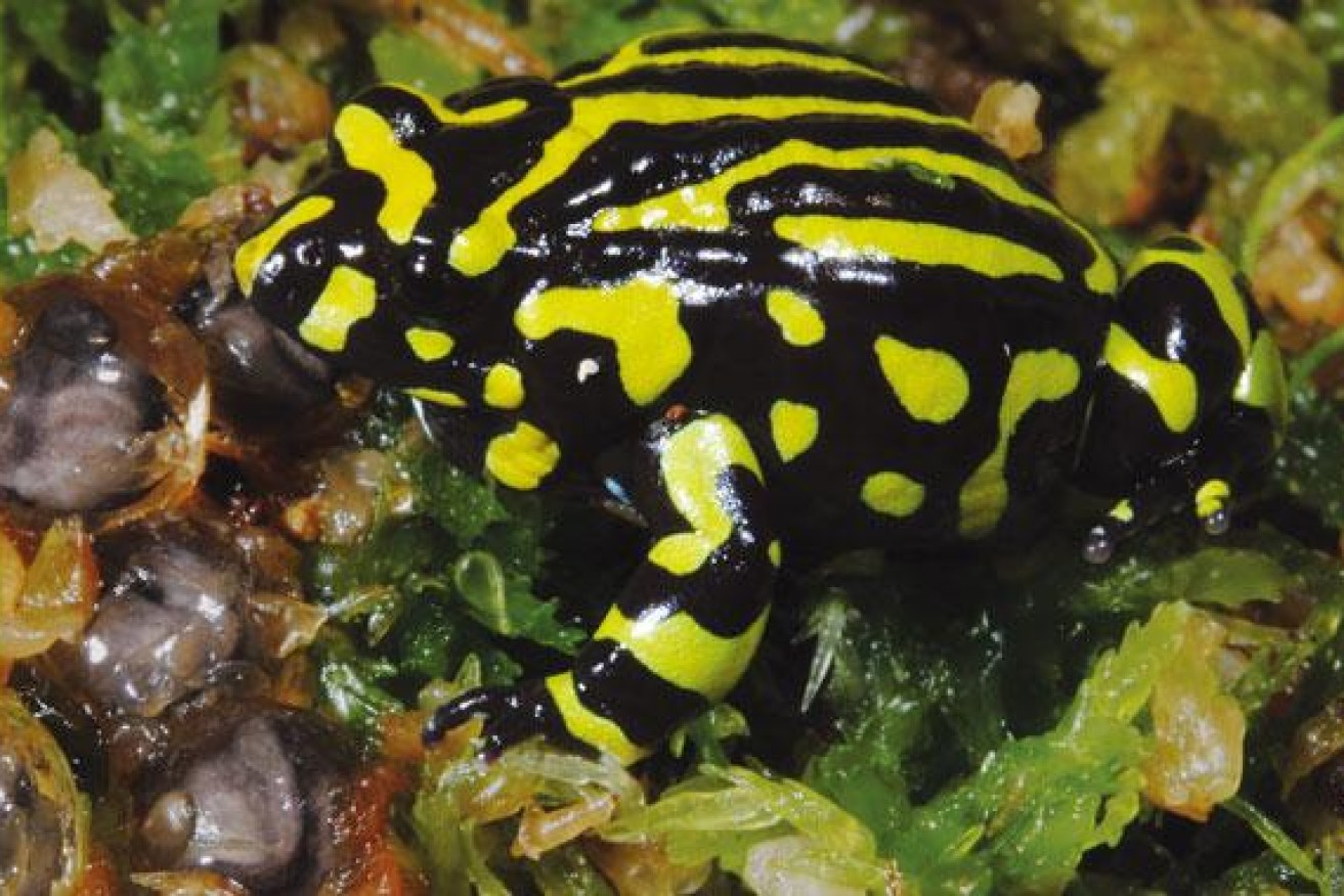 The Northern Corroboree Frog is under serious threat. 