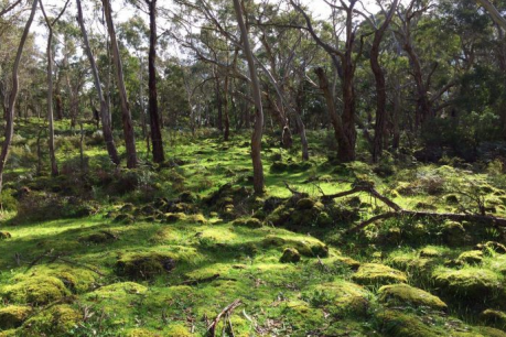 Ancient Aboriginal site in Victoria honoured with World Heritage listing