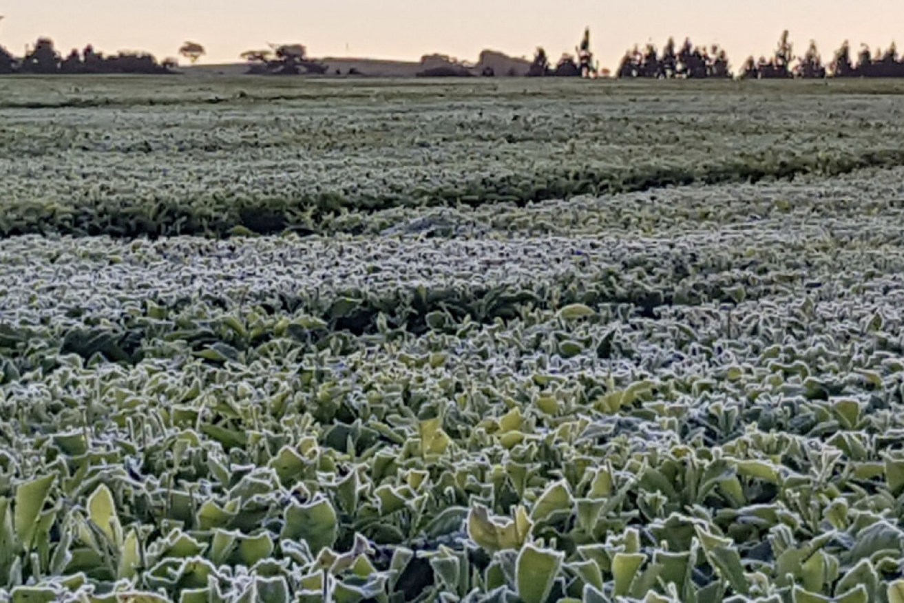 Frost has threatened the viability of Australia's biggest local tea producer. 