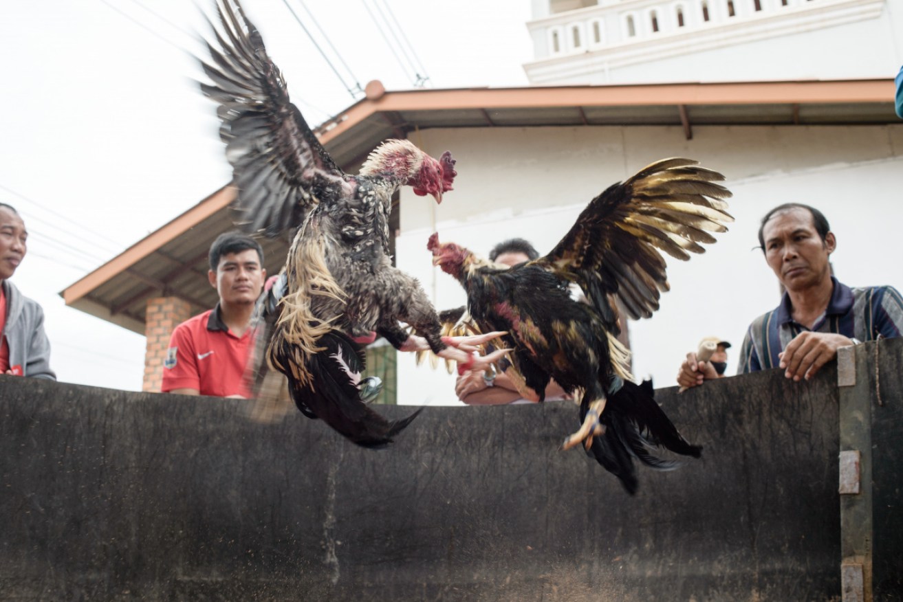 Cockfighting remains popular in south-east Asian countries such as Laos. 