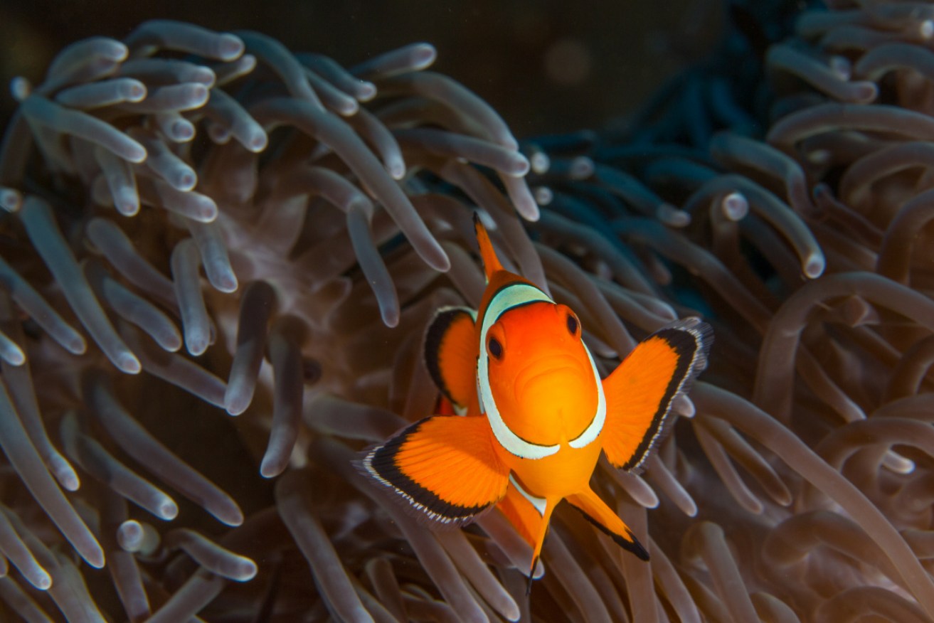 New research finds that clownfish eggs fail to hatch when exposed to artificial light.  
