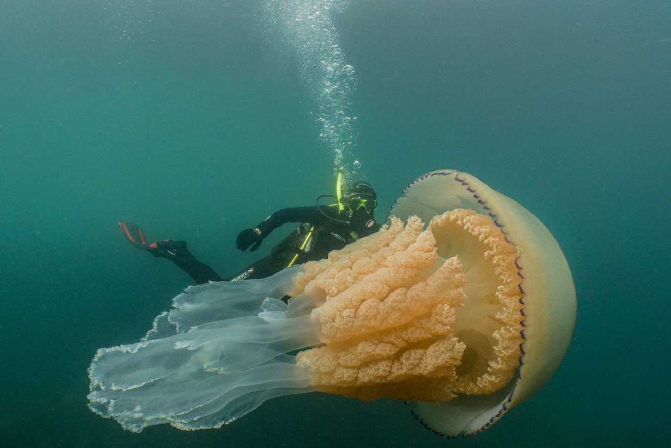 Lizzie Daly swimming with the enormous jellyfish off the coast of Cornwall.