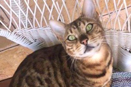 Vet clinic mistakenly euthanises beloved $1500 cat