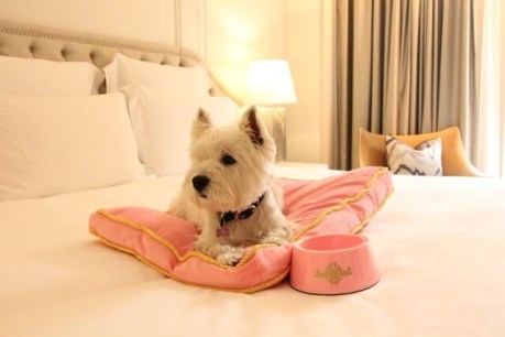 The luxury hotels that roll out the red carpet for four-legged guests