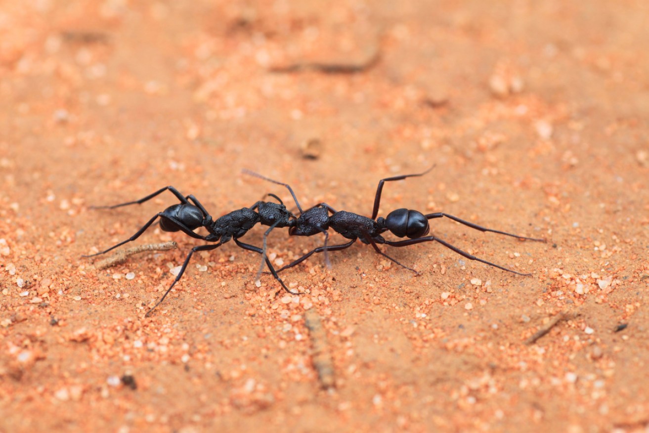 Rhytidoponera mayri worker ants, also known as tyrant ants. 