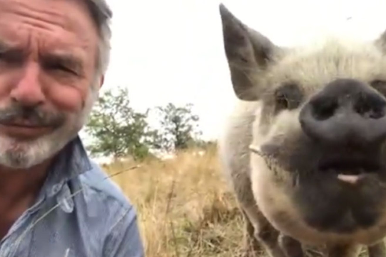 Sam Neill with his special pet pig (Twitter followers will know the animal's name.)