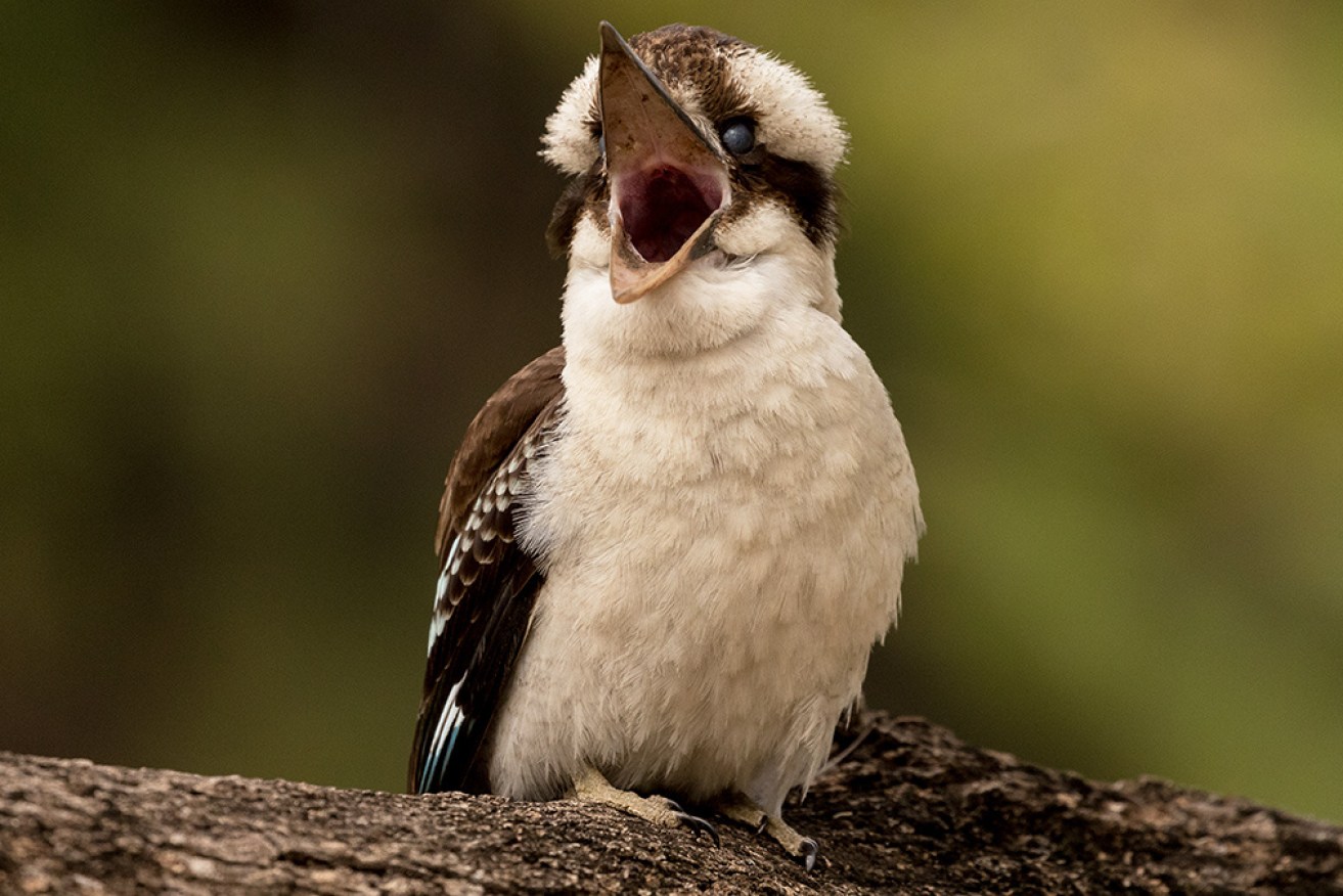 The iconic laugh of the kookaburra is one of the most Australian sounds, according to survey results.