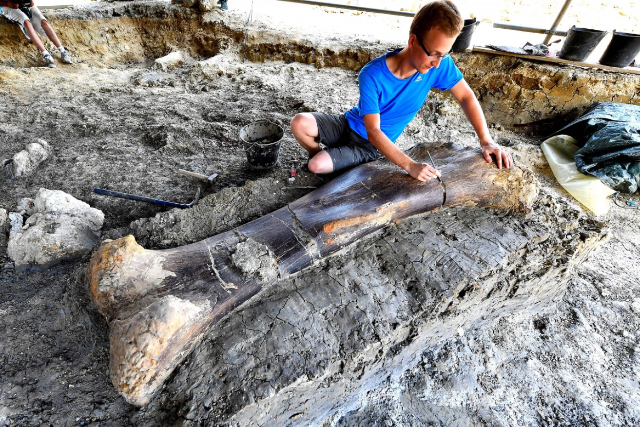 The two-metre long femur from a Jurassic period Sauropod was found nestled in a thick layer of clay at the dig site. 